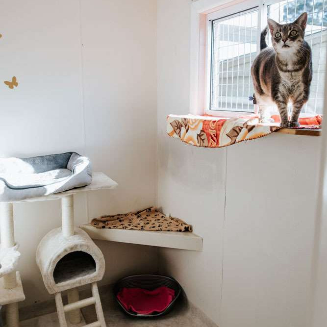 Cat Hotel Northern Beaches - SmallPaws Penthouse