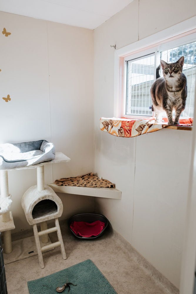 SmallPaws Pet Hotel Boutique Cat and Small Dog Hotel in Sydney