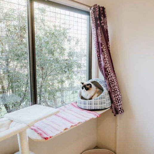 Cat Boarding SmallPaws Pet Hotel Sydney