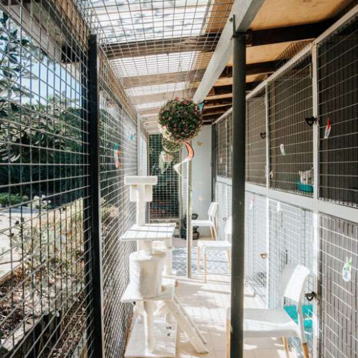 Cat Boarding SmallPaws Pet Hotel Sydney