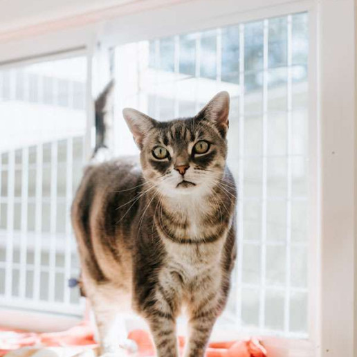 Cat Boarding SmallPaws Pet Hotel Sydney