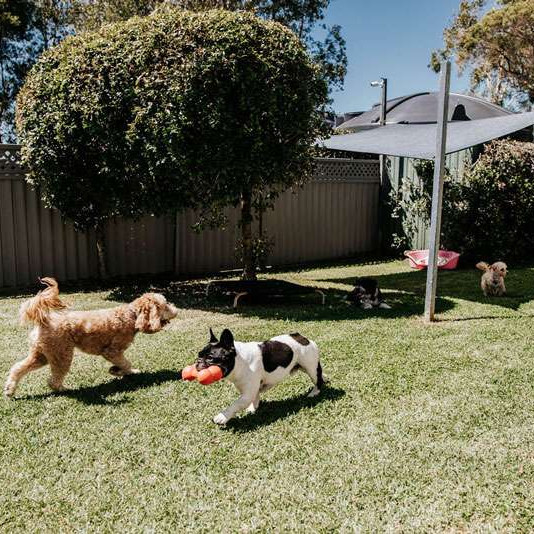 Small sales doggy daycare