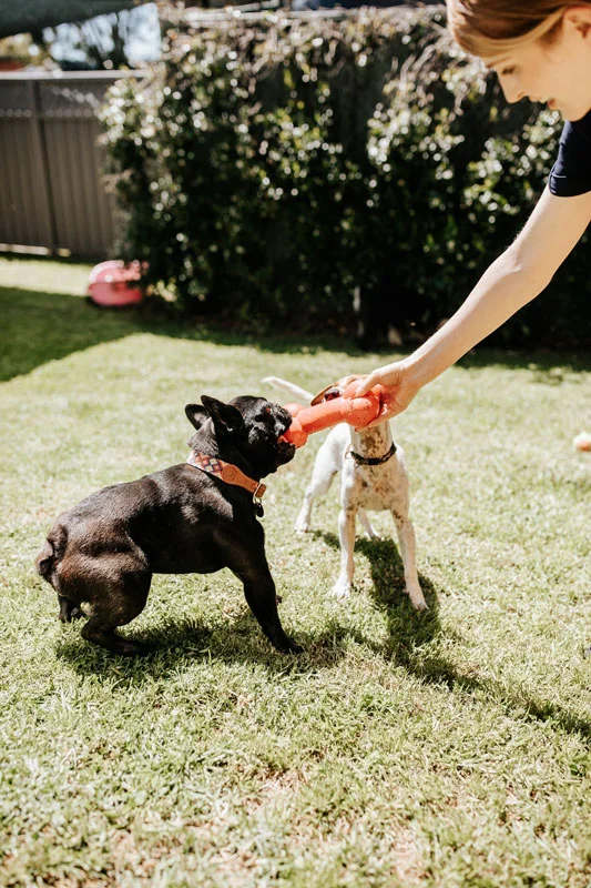 Why is your dog’s playtime so important? SmallPaws Pet Hotel