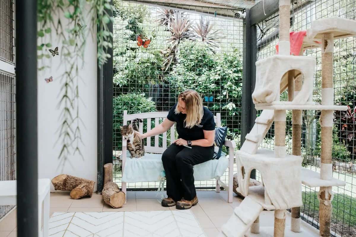 Cattery Pricing Cat Boarding Sydney